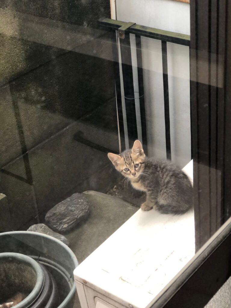 室外機の上からこちらを見る子ネコ