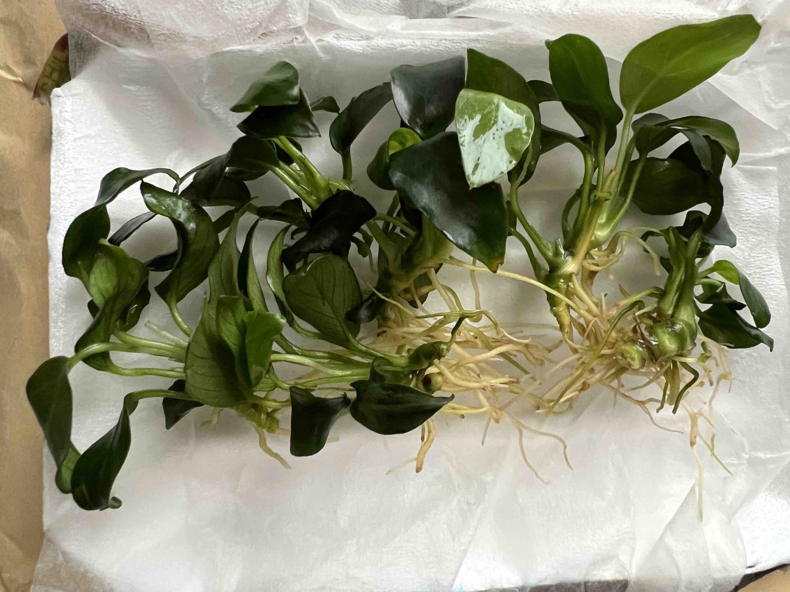 アヌビアスナナプチ　流木活着　群生株　特大 CO2なしで育つ陰性水草！】アヌビアスナナプチを活着させる